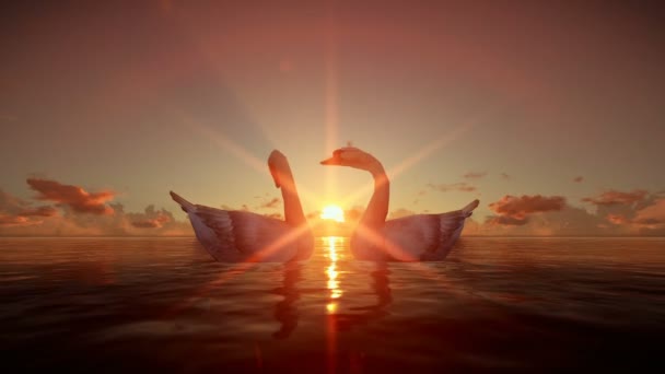 Cisnes en el agua al atardecer — Vídeos de Stock