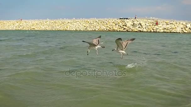 Pesca de gaivotas em pouca água, câmera lenta — Vídeo de Stock