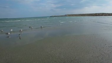 Karadeniz dinlenme martılar üzerinde hava uçuş
