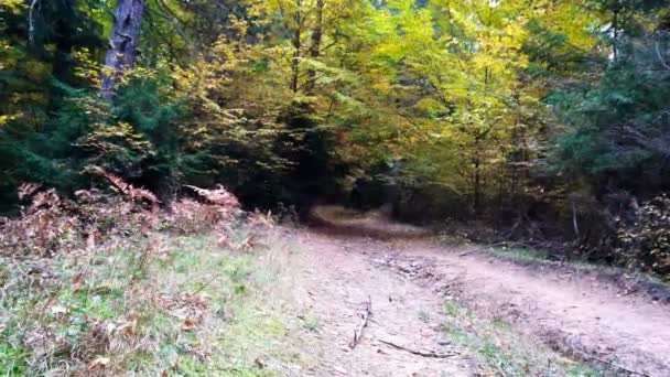 Little boy running in the woods, autumn — Stok Video