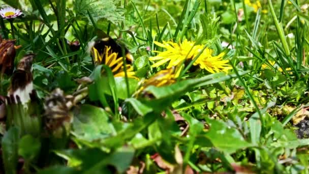 Bumblebee manger pollen, gros plan — Video