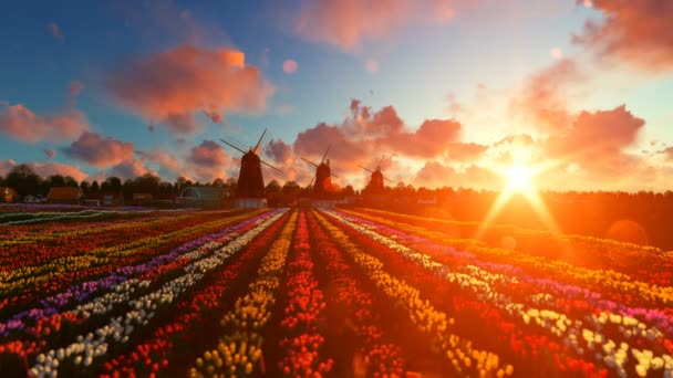 Traditionele Nederlandse windmolens met levendige tulpen op de voorgrond over zonsondergang, tilt — Stockvideo