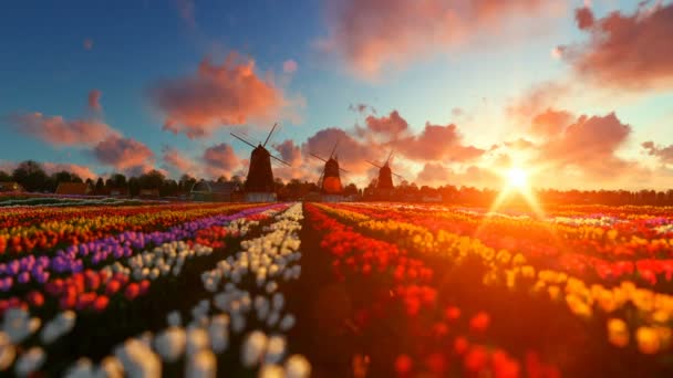 Traditionella holländska väderkvarnar med pulserande tulpaner i förgrunden över solnedgång, panorering — Stockvideo