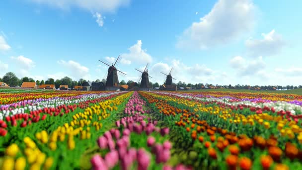 푸른 하늘에 전경에서 활기찬 튤립과 전통적인 네덜란드 풍차 — 비디오