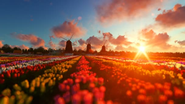 Traditionele Nederlandse windmolens met levendige tulpen op de voorgrond over zonsondergang — Stockvideo