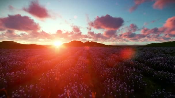 Campo de lavanda contra timelapse lindo pôr do sol, mosca de câmera — Vídeo de Stock