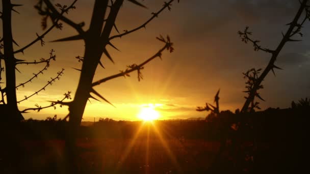 Magical sunset through thorn branches over countryside — Stock Video