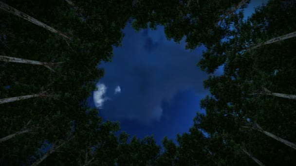 Regardant vers le haut un cercle des arbres séquoia, timelapse nuit à jour, effectuez un zoom avant — Video