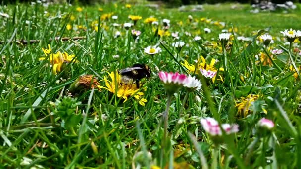 Bumblebee samla pollen, närbild — Stockvideo