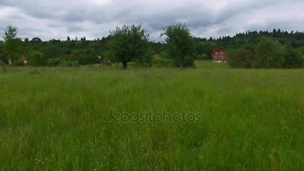 Voo aéreo sobre uma colheita de feno e árvores — Vídeo de Stock