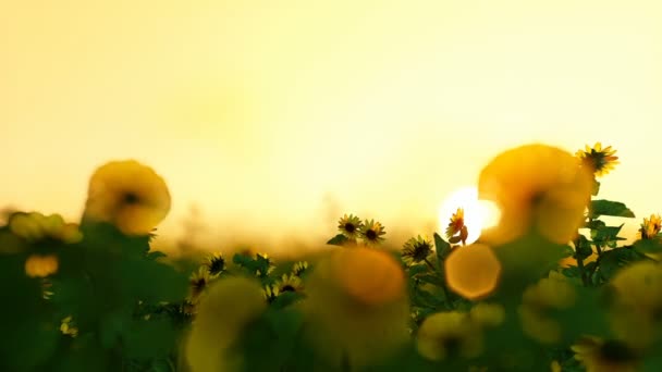 아름 다운 일몰에 대 한 Sunnflower 농장 — 비디오