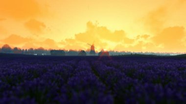 Sabah karşı eski yel değirmeni ile Fransız lavanta village