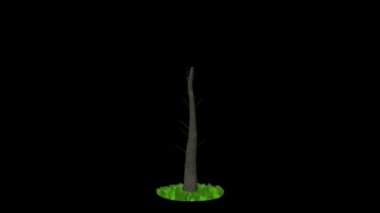 Doları ağaç büyüyen, rüzgar estigi, siyah karşı