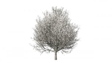 Baharat beyaz karşı büyüyen ve çiçek açması, timelapse ağaç