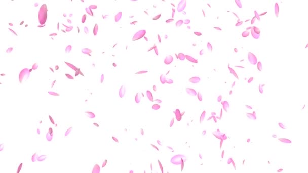 Pink Petals Flying, against white — Stock Video