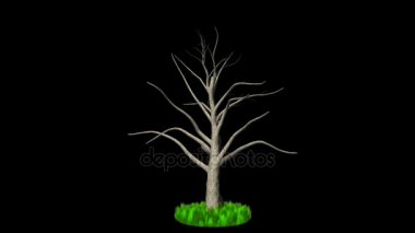 Timelapse Pembe ağaç, siyah karşı gelişen