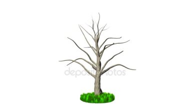 Timelapse Pembe ağaç, beyaz karşı gelişen