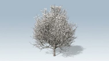 Büyüyen ve çiçek açması, timelapse baharat ağaç