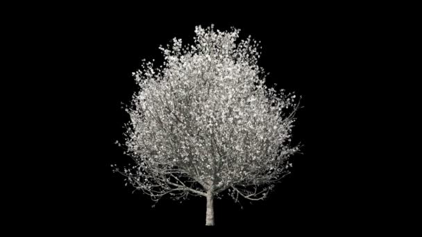 Timelapse drzewo rośnie, kwitnących i przyprawy, przeciwko czarny — Wideo stockowe