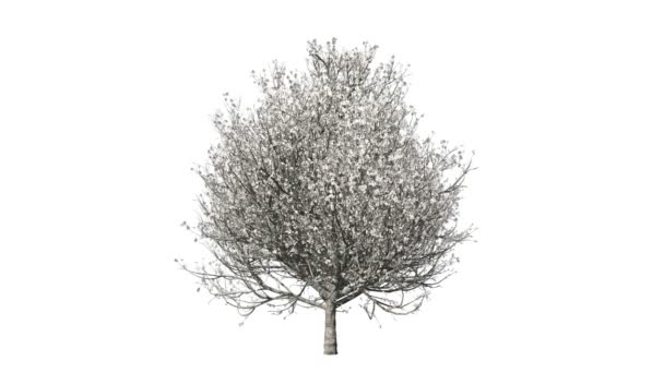 Timelapse δέντρο καλλιέργεια, άνθηση και καρυκεύματα, ενάντια στο λευκό — Αρχείο Βίντεο