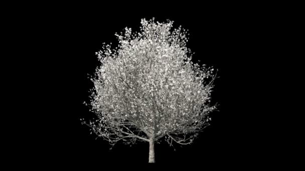 Δέντρο καλλιέργεια και άνθηση, timelapse καρύκευμα, ενάντια σε μαύρο — Αρχείο Βίντεο