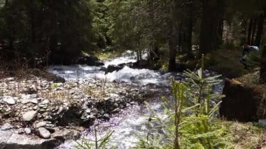 Ormandaki güzel su creek