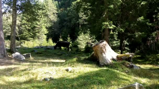 Vaca Comiendo Prado Verde Bosque — Vídeo de stock