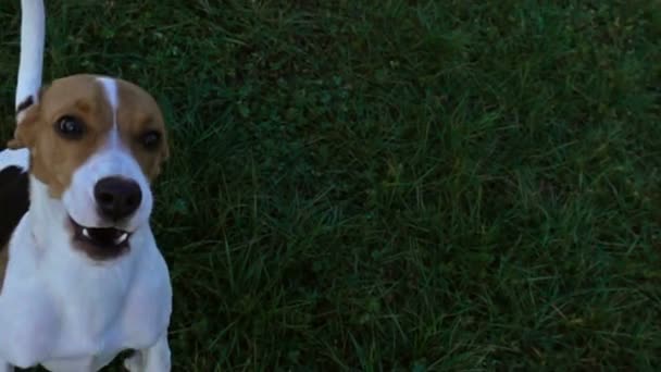 Beagle Grabbing Frisbee Slow Motion — Stock Video