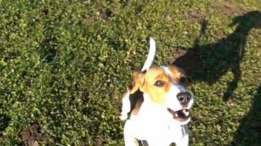 Tahta bir sopa, ağır çekim kapmak için atlama beagle
