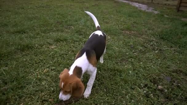 Beagle plukken van een houten stok, slow-motion — Stockvideo