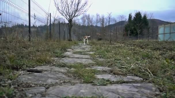 Beagle lopen terwijl het houden van een houten stok, slow-motion — Stockvideo