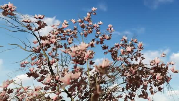 Квіти магнолії на тлі красивого блакитного неба, збільшити — стокове відео