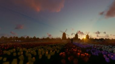 Hollanda yel değirmenleri ve Lale güzel gün batımı, drone uçuş 4 k karşı olan bir alana üzerinde çalışan çocuk