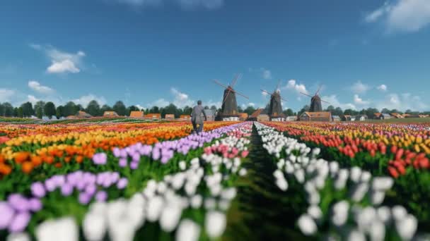 Holandské větrné mlýny a muže zbavit kolo na pole s tulipány proti krásné nebe, 4k