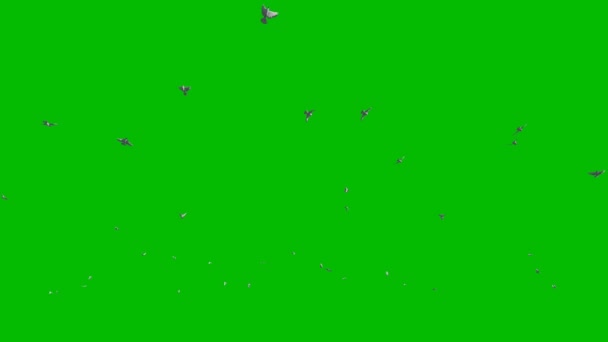 Duvor som flyger mot grön skärm, 4k — Stockvideo