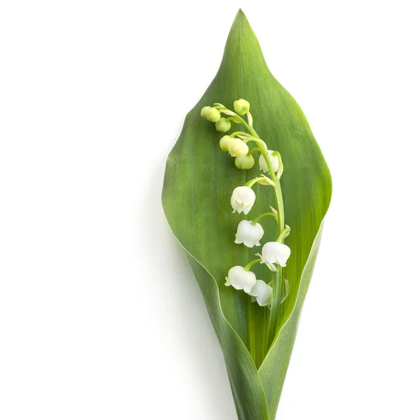 Lirio del valle aislado en blanco — Foto de Stock