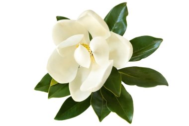 Manolya çiçeği üzerinde beyaz izole