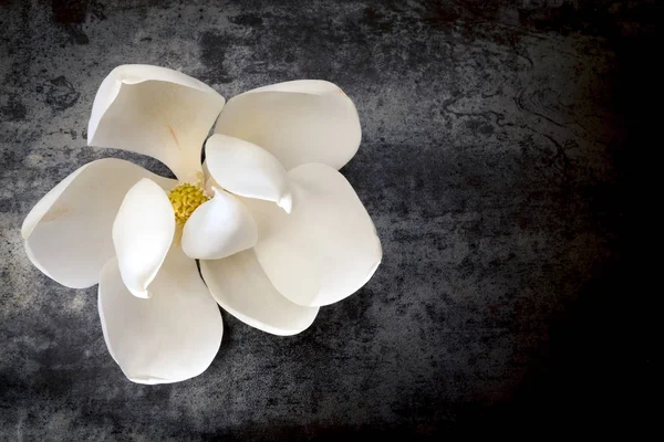 Magnolia bloem op donkere leisteen bovenaanzicht — Stockfoto