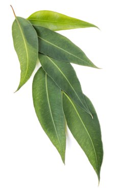 Eucalyptus Leaves Isolated on White clipart