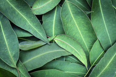 Eucalyptus Leaves Full Frame Background Top View clipart