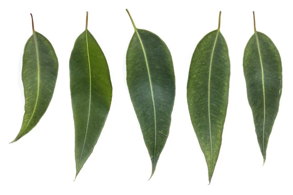 Feuilles d'eucalyptus isolées sur blanc — Photo