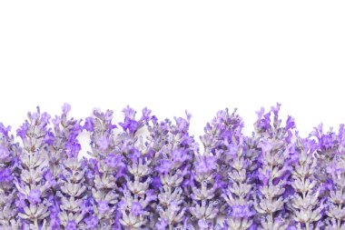 Lavanta çiçekleri kenarlığı beyaz arka plan üzerinde