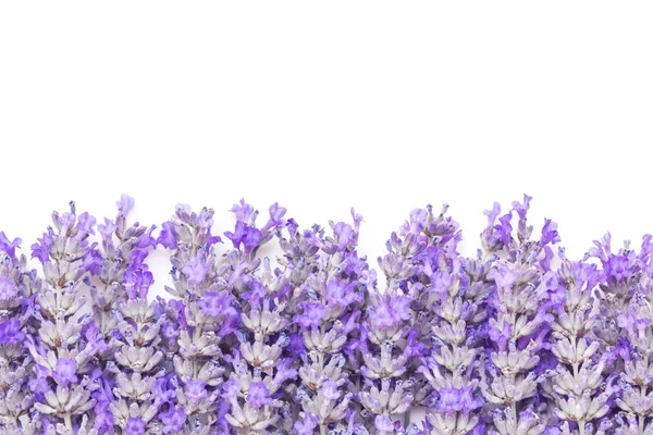 Лавандовые цветы граничат с белым фоном — стоковое фото