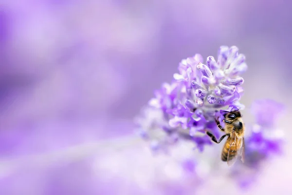 Lavendel med Bee mjukt fokus — Stockfoto