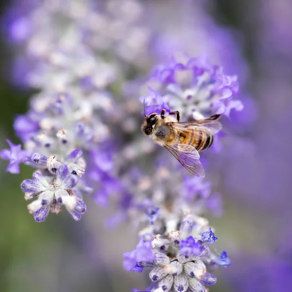 Biene auf Lavendel weichen Fokus — Stockfoto