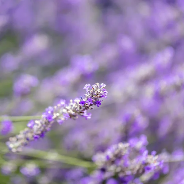 Lavendel Blumen Hintergrund weicher Fokus — Stockfoto
