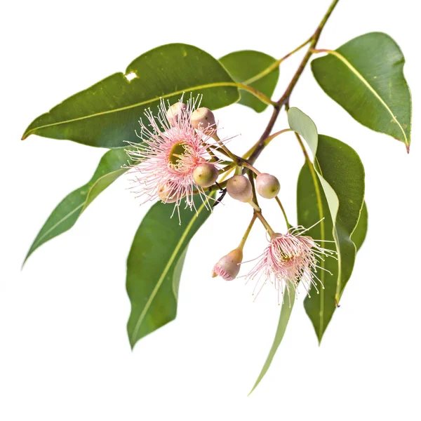 Eucalyptus flowers Stock Photos, Royalty Free Eucalyptus flowers Images Depositphotos