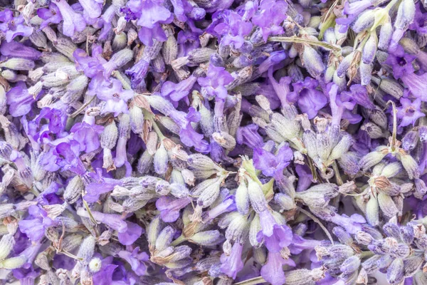 Lavender Flowers Background — Stock Photo, Image