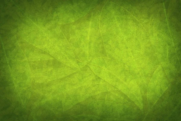 Зеленый леаф на фоне природы — стоковое фото