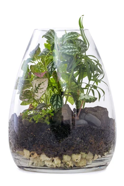 Terrarium Garden Isolado em Branco — Fotografia de Stock